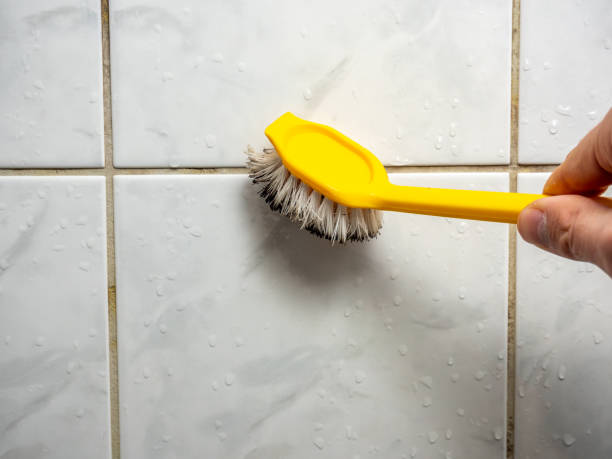 Best Professional Mold Removal  in Carson City, NV