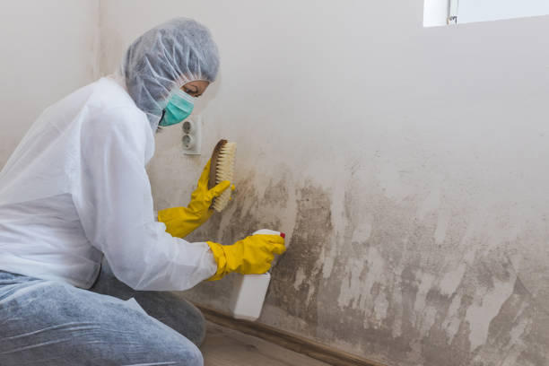 Attic Mold Removal in Carson City, NV