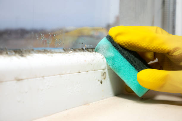 Best Attic Mold Removal  in Carson City, NV