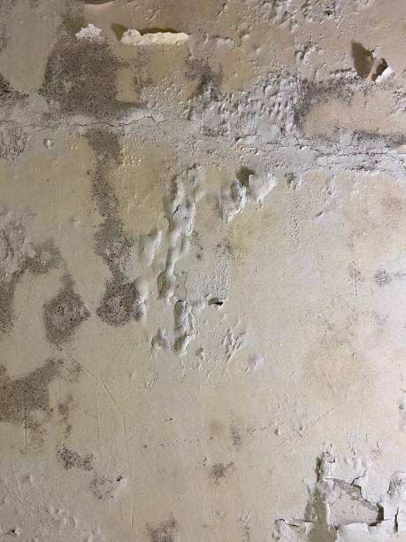 Best Affordable Mold Removal  in Carson City, NV