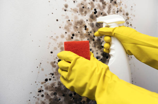 Best Mold Remediation Services  in Carson City, NV