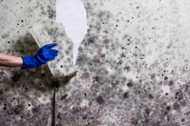 Best Mold Testing  in Carson City, NV