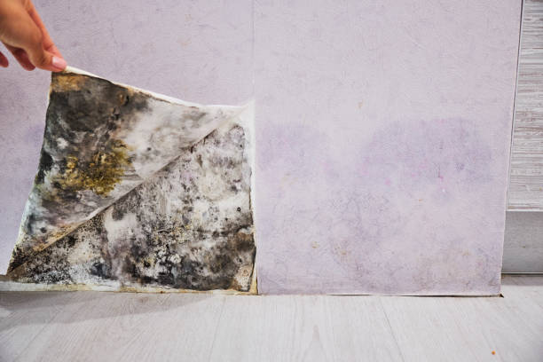 Best Black Mold Removal  in Carson City, NV